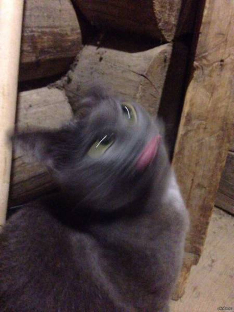 Ƭmģ ʲ4